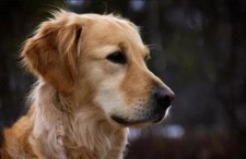 金毛siri娱乐吃瓜君