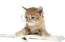 娱乐吃瓜君猫猫子,揭秘娱乐圈那些不为人知的幕后故事