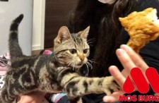 娱乐吃瓜小猫咪视频大全,盘点全网最火的吃瓜小猫咪视频合集